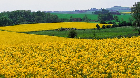 Poboljšajte sadnju useva vaše uljane repice