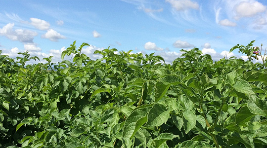 Kako uticati na sadržaj suve materije u krtoli krompira