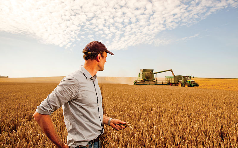 Proletna prihrana pospešuje jačanje stabljike