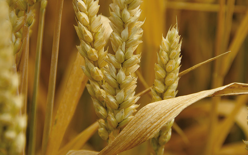 Mikrohraniva – važan sastojak prolećne prihrane