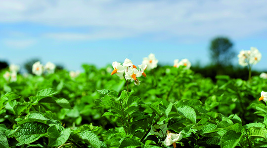 Dobija li vaš krompir dovoljno kalcijuma?