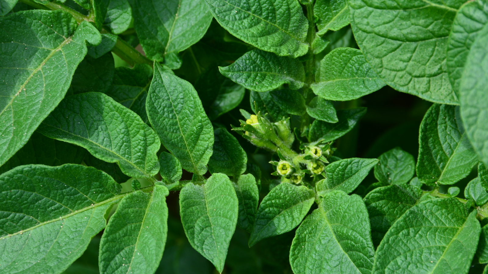 Programi prihrane krompira hranivima