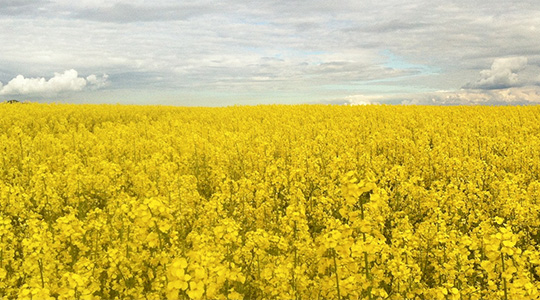 Kako uljanu repicu održati zdravom