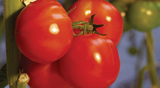 Kako uticati na ukus paradajza