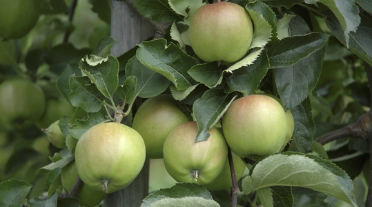 Kako povećati prinos jabuka